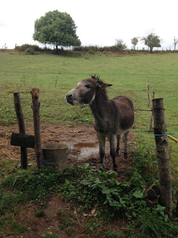 This little guy was happy to share our lunch leftovers and nuzzle noses.